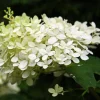 PÉPINIÈRES NAUDET - Hortensia paniculé 'silver dollar' (hydrangea paniculata)