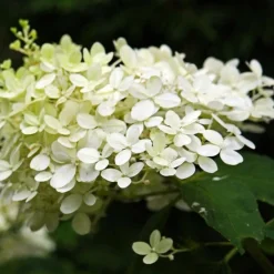 PÉPINIÈRES NAUDET - Hortensia paniculé 'silver dollar' (hydrangea paniculata)