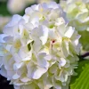 PÉPINIÈRES NAUDET - Hortensia paniculé 'phantom' (hydrangea paniculata 'phantom')