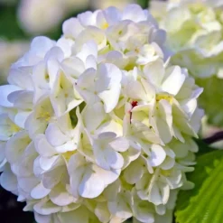 PÉPINIÈRES NAUDET - Hortensia paniculé 'phantom' (hydrangea paniculata 'phantom')