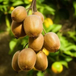 PÉPINIÈRES NAUDET - Kiwi autofertile 'solo' (actinidia deliciosa 'solo')