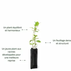 PÉPINIÈRES NAUDET - Laurier tin (viburnum 'tinus')