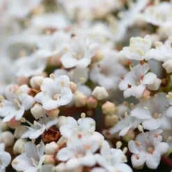 PÉPINIÈRES NAUDET - Laurier tin (viburnum 'tinus')