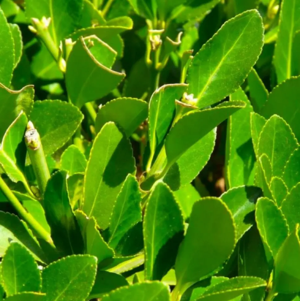PÉPINIÈRES NAUDET - Laurier sauce (laurus nobilis)