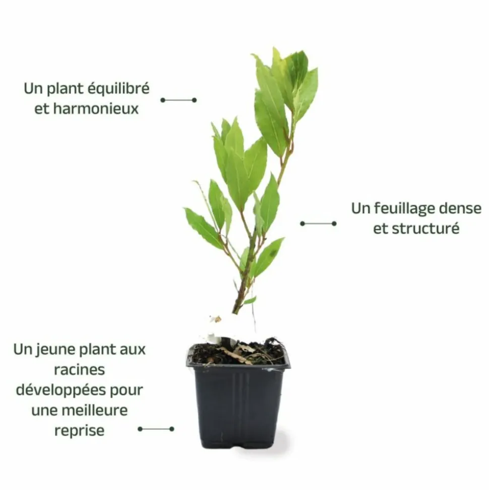 PÉPINIÈRES NAUDET - Laurier sauce (laurus nobilis)