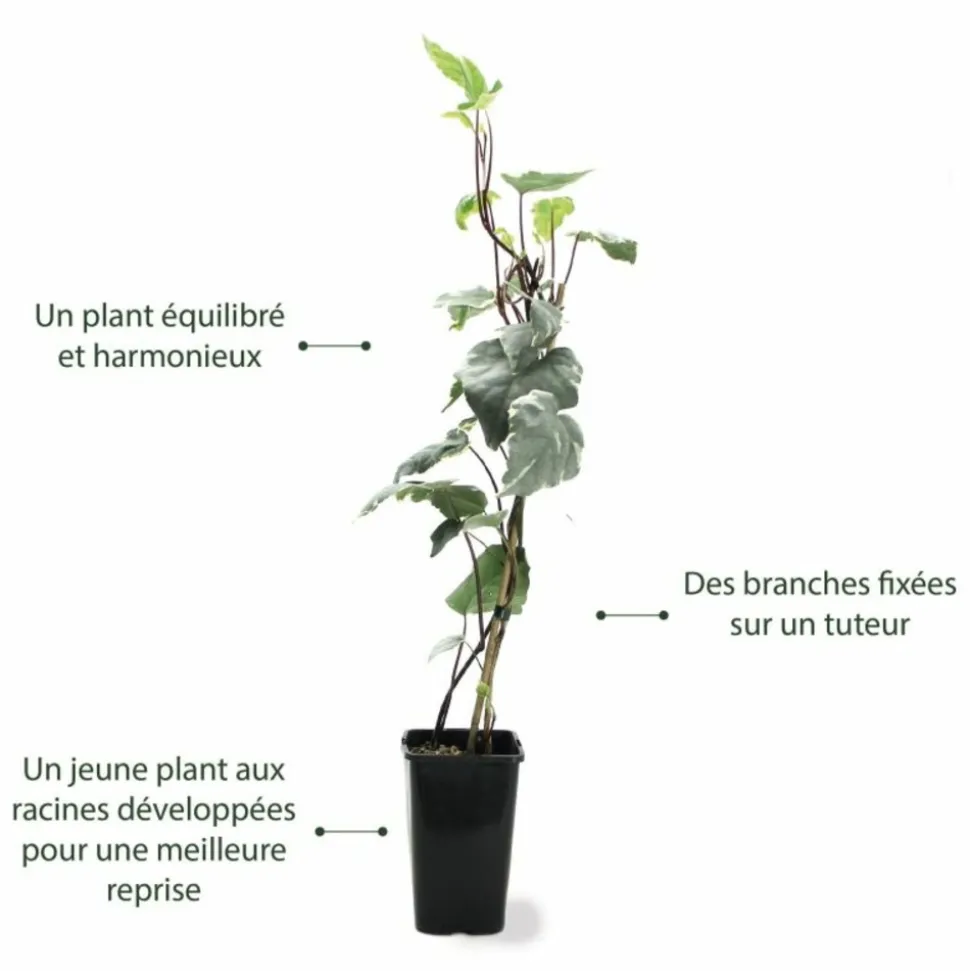 PÉPINIÈRES NAUDET - Lierre des canaries 'gloire de marengo'