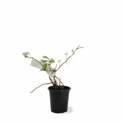 PÉPINIÈRES NAUDET - Lierre des bois 'glacier' (hedera helix 'glacier')