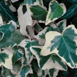 PÉPINIÈRES NAUDET - Lierre des canaries 'gloire de marengo'