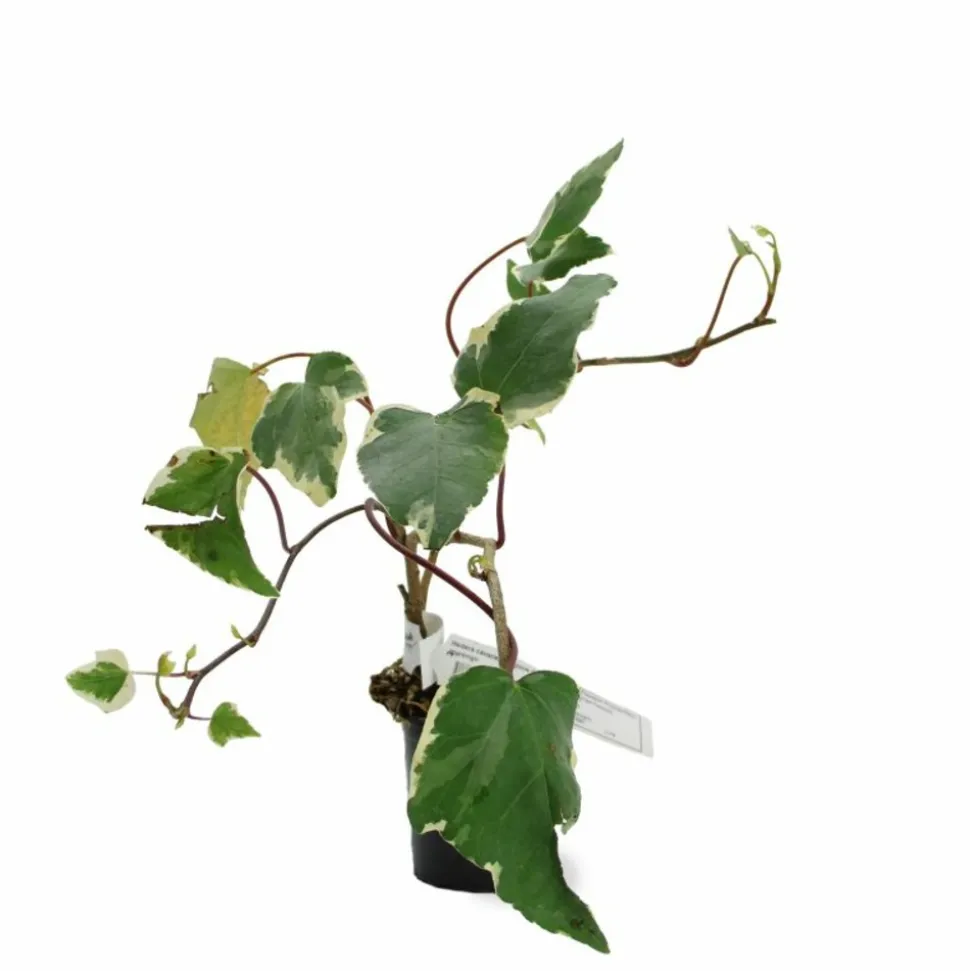 PÉPINIÈRES NAUDET - Lierre des canaries 'gloire de marengo'