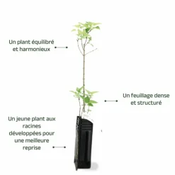 PÉPINIÈRES NAUDET - Lilas commun (syringa vulgaris)