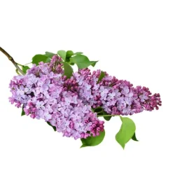 PÉPINIÈRES NAUDET - Lilas commun (syringa vulgaris)
