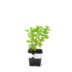 PÉPINIÈRES NAUDET - Menthe verte (mentha spicata)