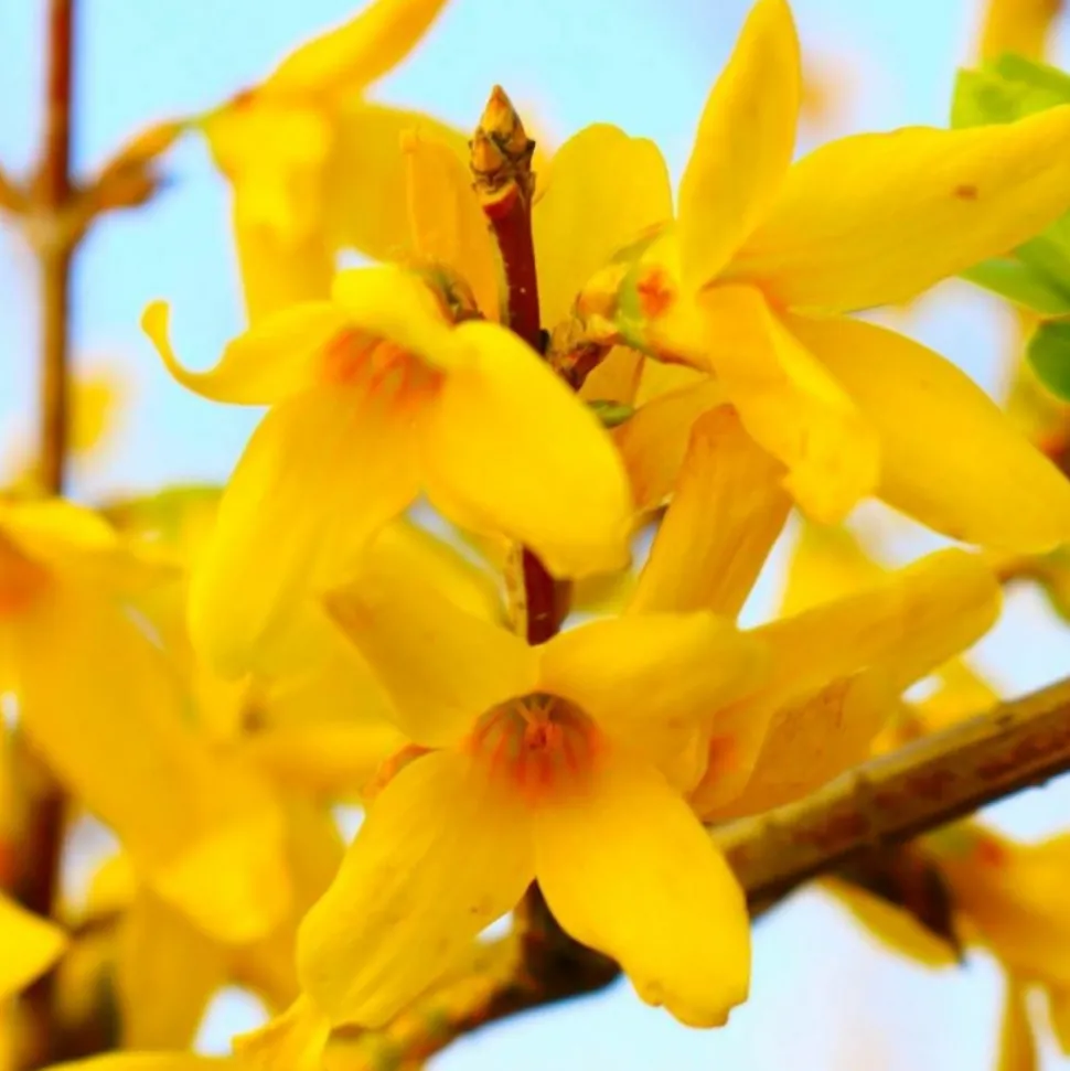 PÉPINIÈRES NAUDET - Mimosa de paris 'lynwood gold' (forsythia x intermedia 'lynwood gold')