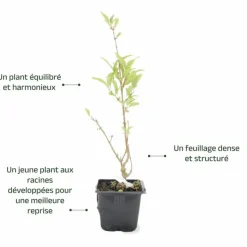 PÉPINIÈRES NAUDET - Mimosa de paris 'lynwood gold' (forsythia x intermedia 'lynwood gold')