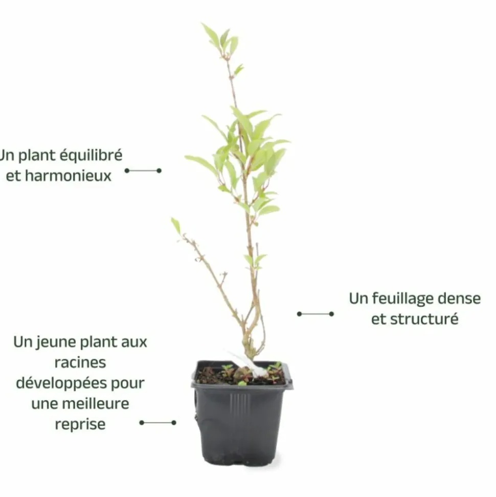 PÉPINIÈRES NAUDET - Mimosa de paris 'lynwood gold' (forsythia x intermedia 'lynwood gold')