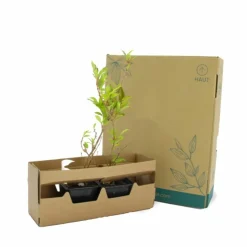 PÉPINIÈRES NAUDET - Mimosa de paris 'lynwood gold' (forsythia x intermedia 'lynwood gold')