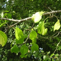 PÉPINIÈRES NAUDET - Nerprun purgatif (rhamnus cathartica)