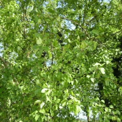 PÉPINIÈRES NAUDET - Nerprun purgatif (rhamnus cathartica)