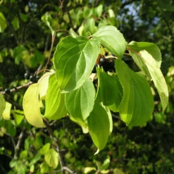 PÉPINIÈRES NAUDET - Nerprun purgatif (rhamnus cathartica)