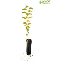 PÉPINIÈRES NAUDET - Nerprun purgatif (rhamnus cathartica)