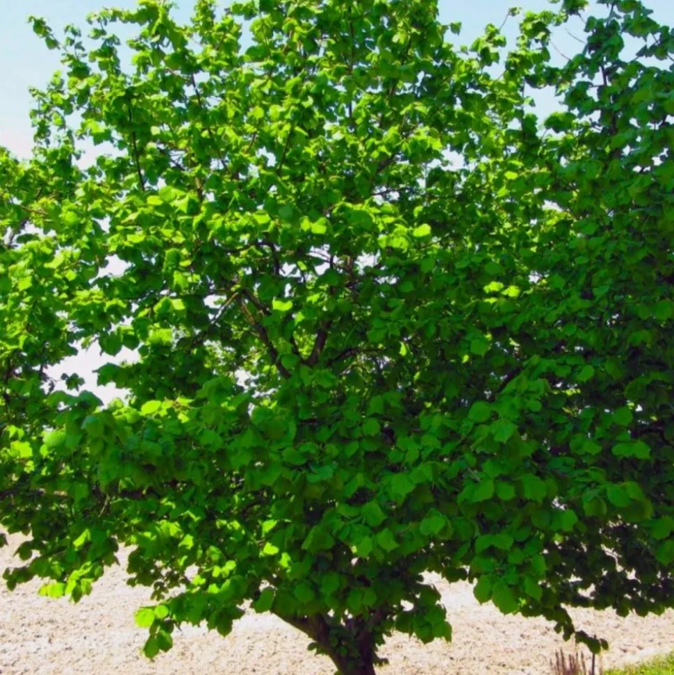 PÉPINIÈRES NAUDET - Noisetier commun ou coudrier (corylus avellana)