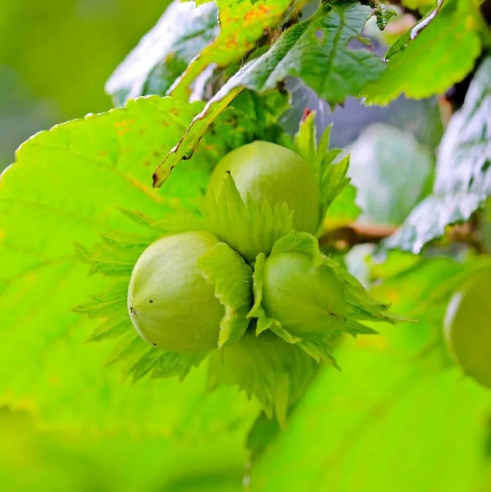 PÉPINIÈRES NAUDET - Noisetier commun ou coudrier (corylus avellana)