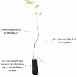 PÉPINIÈRES NAUDET - Noisetier commun ou coudrier (corylus avellana)