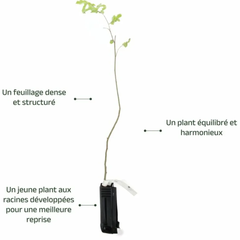 PÉPINIÈRES NAUDET - Noisetier commun ou coudrier (corylus avellana)