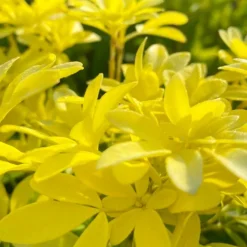 PÉPINIÈRES NAUDET - Oranger du mexique 'sundance' (choisya ternata 'sundance')