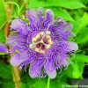 PÉPINIÈRES NAUDET - Passiflore 'eia popeia' ® (passiflora incarnata 'eia popeia' ®)