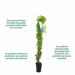 PÉPINIÈRES NAUDET - Passiflore 'eia popeia' ® (passiflora incarnata 'eia popeia' ®)