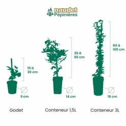 PÉPINIÈRES NAUDET - Passiflore 'eia popeia' ® (passiflora incarnata 'eia popeia' ®)