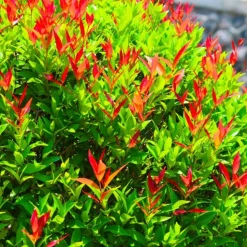 PÉPINIÈRES NAUDET - Photinia de fraser 'red robin' (photinia x fraseri 'red robin')