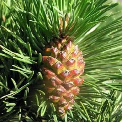 PÉPINIÈRES NAUDET - Pin à crochets (pinus uncinata) - godet - taille 13/25cm