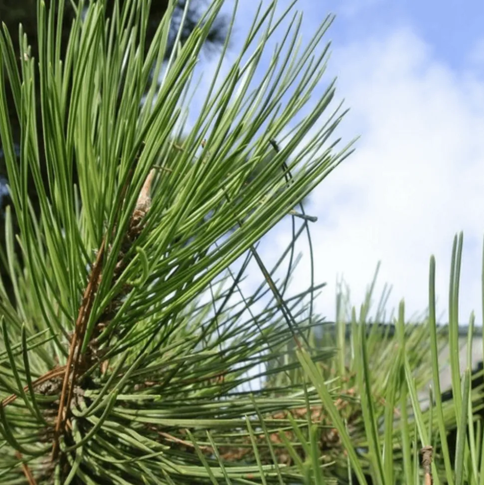 PÉPINIÈRES NAUDET - Pin sylvestre (pinus sylvestris) - godet - taille 13/25cm