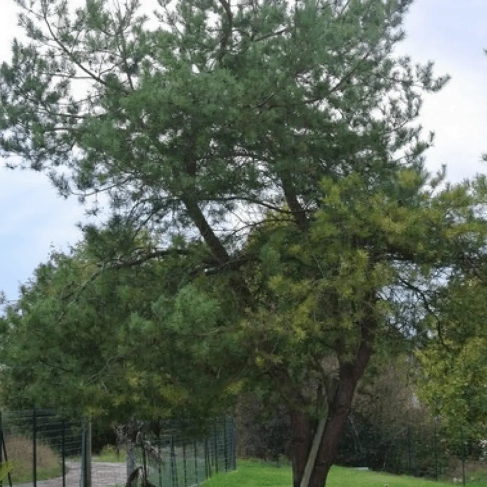 PÉPINIÈRES NAUDET - Pin sylvestre (pinus sylvestris) - godet - taille 13/25cm