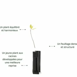 PÉPINIÈRES NAUDET - Pistachier térébinthe (pistacia terebinthus)