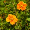 PÉPINIÈRES NAUDET - Potentille arbustive 'hopley's orange' (potentilla fruticosa 'hopley's orange')