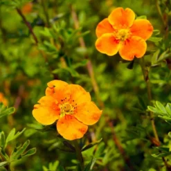 PÉPINIÈRES NAUDET - Potentille arbustive 'hopley's orange' (potentilla fruticosa 'hopley's orange')