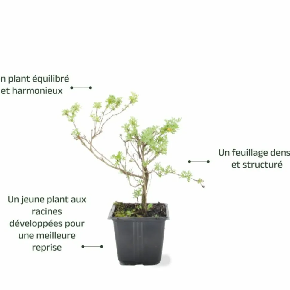 PÉPINIÈRES NAUDET - Potentille arbustive 'hopley's orange' (potentilla fruticosa 'hopley's orange')