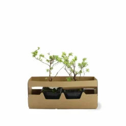 PÉPINIÈRES NAUDET - Potentille arbustive 'hopley's orange' (potentilla fruticosa 'hopley's orange')