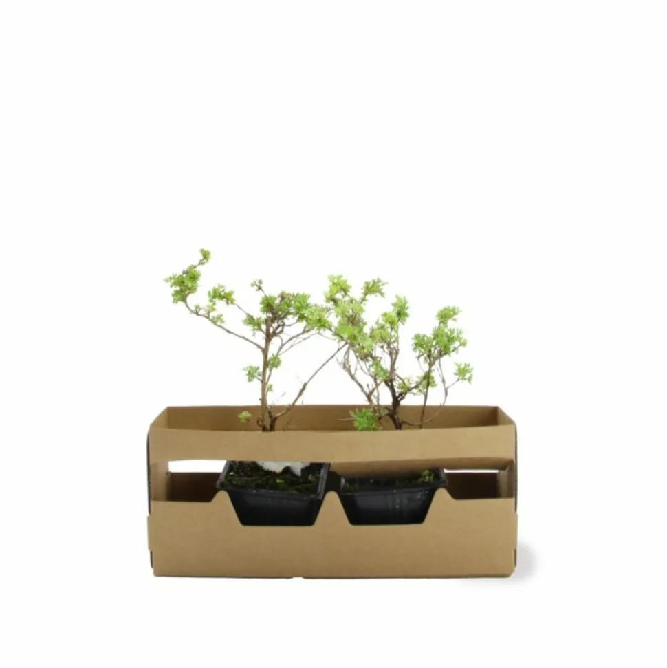 PÉPINIÈRES NAUDET - Potentille arbustive 'hopley's orange' (potentilla fruticosa 'hopley's orange')