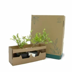 PÉPINIÈRES NAUDET - Potentille arbustive 'hopley's orange' (potentilla fruticosa 'hopley's orange')