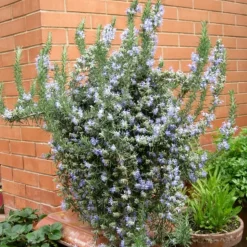 PÉPINIÈRES NAUDET - Romarin couvre-sol (rosmarinus officinalis 'prostratus')