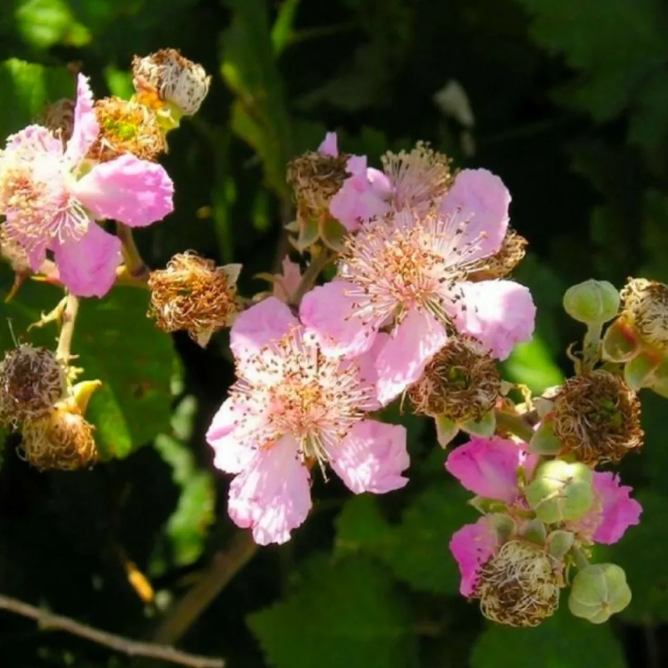 PÉPINIÈRES NAUDET - Ronce commune sans épine (rubus fruticosus inermis)