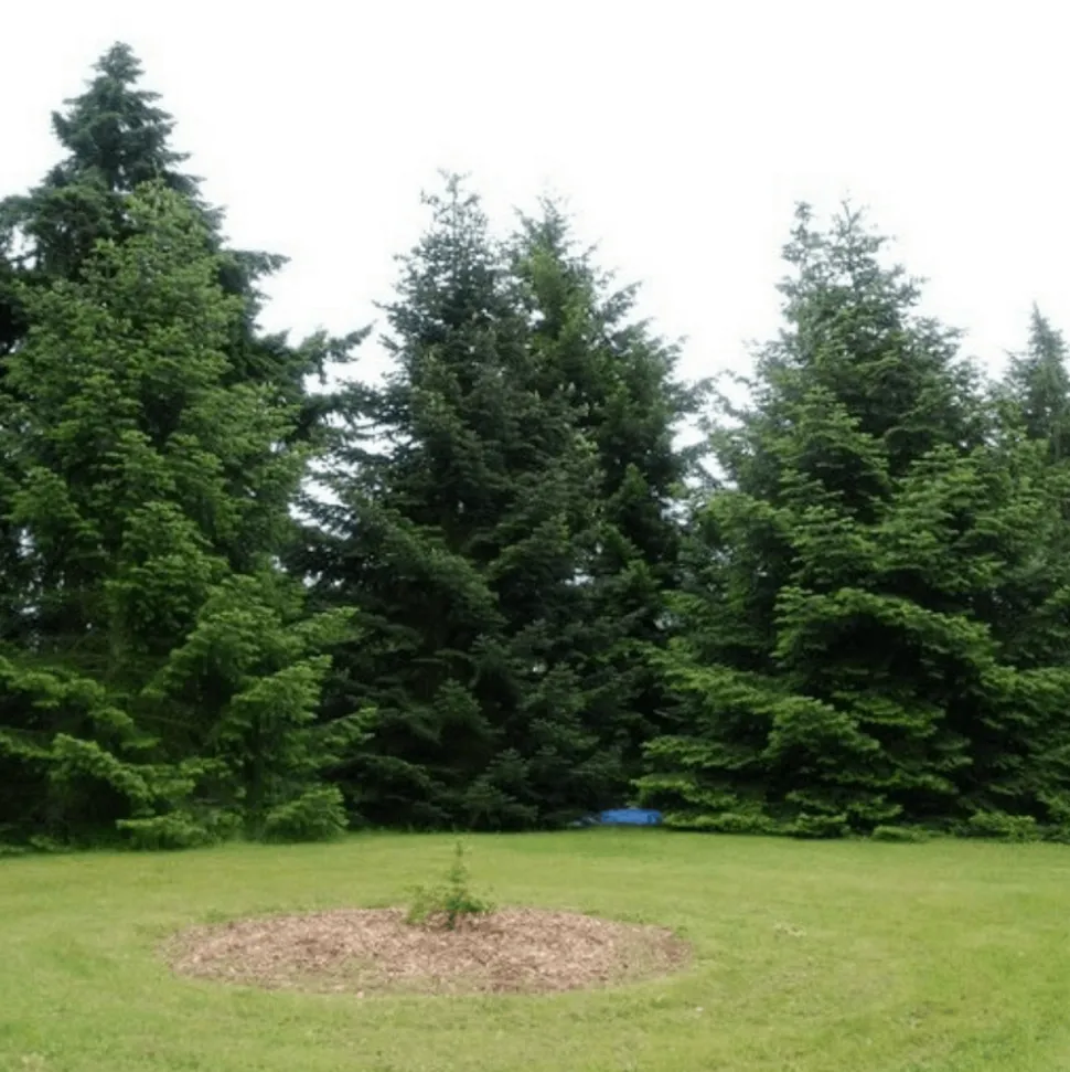 PÉPINIÈRES NAUDET - Sapin de turquie (abies bornmuelleriana) - godet - taille 15/30cm