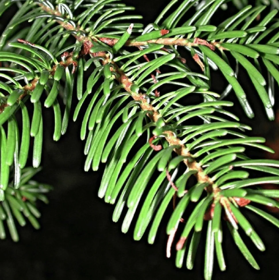 PÉPINIÈRES NAUDET - Sapin de turquie (abies bornmuelleriana) - godet - taille 15/30cm