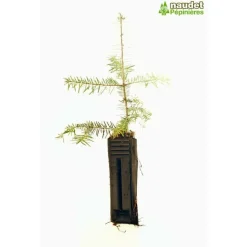 PÉPINIÈRES NAUDET - Sapin de turquie (abies bornmuelleriana) - godet - taille 15/30cm