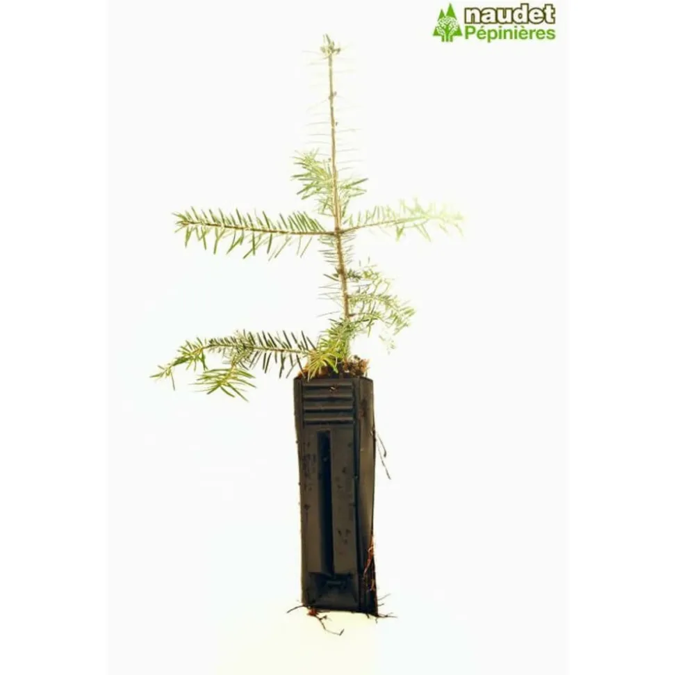 PÉPINIÈRES NAUDET - Sapin de turquie (abies bornmuelleriana) - godet - taille 15/30cm