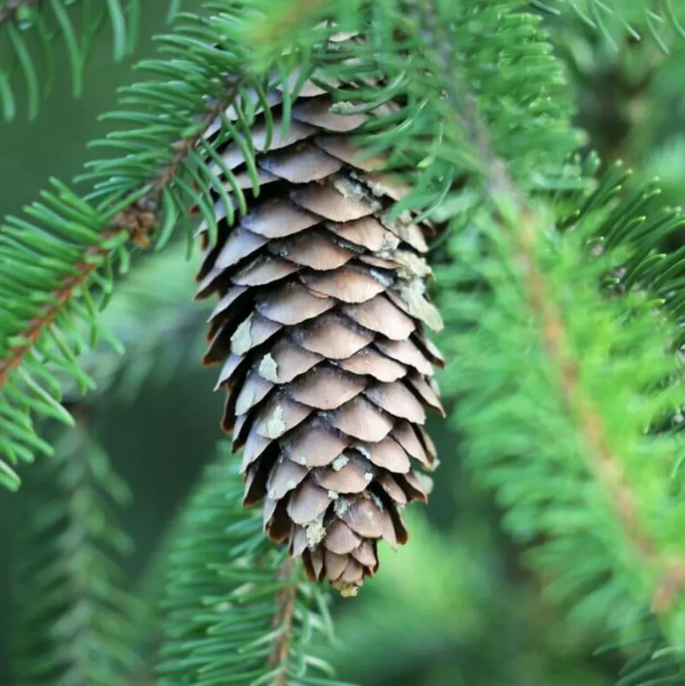 PÉPINIÈRES NAUDET - Sapin de céphalonie (abies 'cephalonica') - godet - taille 10/15cm